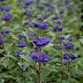 2 x Barbe-bleue - Caryopteris clandonensis 'Grand Bleu'  - 30-40 cm pot