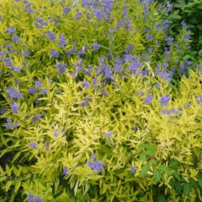 2 x Barbe-bleue - Caryopteris clandonensis 'Worcester Gold'  - 30-40 cm pot