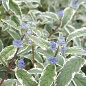 2 x Barbe-bleue, Spirée bleue  'White Surprise' - Caryopteris 'White Surprise'  - 30-40 cm pot