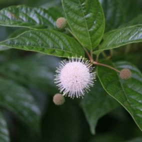 2 x Bois-bouton - Cephalanthus occidentalis  - 30-40 cm pot