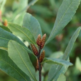 2 x Bois-sent-bon - Myrica gale  - 30-40 cm pot