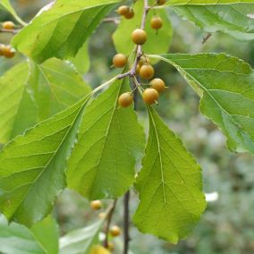 2 x Bourreau des arbres - Celastrus orbiculatus  - 50-60 cm pot