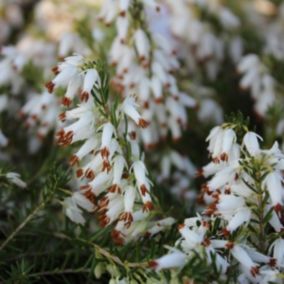 2 x Bruyère des neiges Blanc - Erica Carnea  - 12-15 cm pot