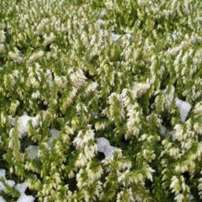 2 x Bruyère des neiges Blanc - Erica Darleyensis Wit  - 12-15 cm pot