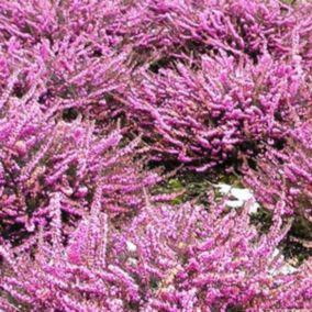 2 x Bruyère des neiges Rose - Erica Darleyensis Roze  - 10-12 cm pot