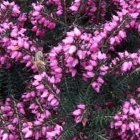 2 x Bruyère des neiges Rouge - Erica Darleyensis Rood  - 10-12 cm pot