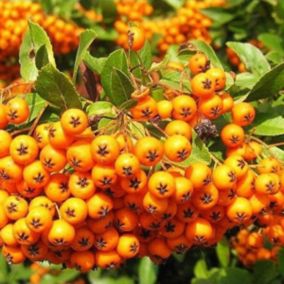 2 x Buisson ardent 'Golden Charmer' - Pyracantha 'Golden Charmer'  - 60-80 cm pot