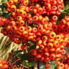 2 x Buisson ardent 'Orange Glow' - Pyracantha 'Orange Glow'  - 60-80 cm pot