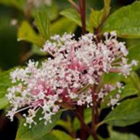 2 x Céanothe caduc 'Marie Simon' - Ceanothus Pallidus 'Marie Simon'  - 40-50 cm pot