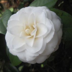 2 x Camélia Blanc - Camellia Japonica Wit  - 40-50 cm pot