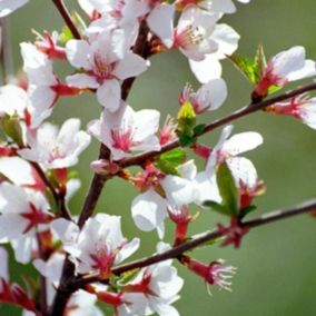 2 x Cerisier de Nankin - Prunus tomentosa  - 25-30 cm pot