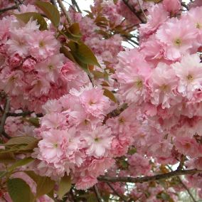 2 x Cerisier du Japon 'Kanzan' - Prunus Serrulata 'Kanzan'  - 60-80 cm pot