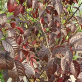 2 x Cerisier à fleurs 'Pissardii' - Prunus Cerasifera 'Nigra'  - 60-80 cm pot