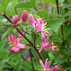 2 x Chèvrefeuille de Tartarie - Lonicera tatarica 'Hack's Red'  - 40-60 cm pot