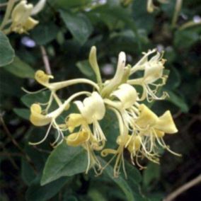 2 x Chèvrefeuille des bois - Lonicera periclymenum  - 50-60 cm pot