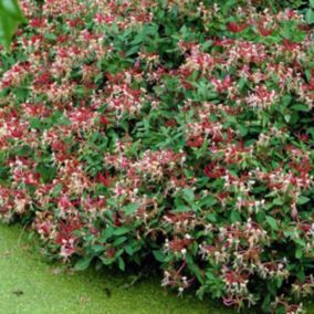 2 x Chèvrefeuille des bois tardif - Lonicera periclymenum 'Serotina'  - 50-60 cm pot