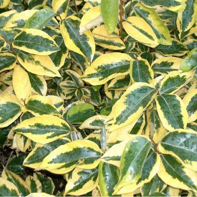 2 x Chalef 'Gilt Edge' - Elaeagnus ebbingei 'Gilt Edge'  - 30-40 cm pot