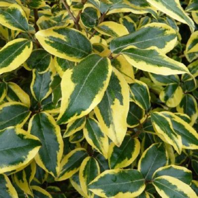 2 x Chalef 'Gilt Edge' - Elaeagnus ebbingei 'Gilt Edge'  - 30-40 cm pot