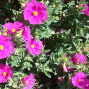 2 x Ciste pulvérulent - Cistus pulverulentus  - 20-25 cm pot