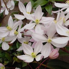 2 x Clématite de père Armand - Clematis armandii 'Apple Blossom'  - 60-80 cm pot