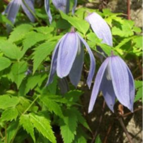 2 x Clématite des alpes - Clematis alpina  - 50-60 cm pot