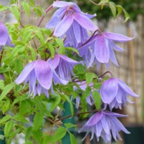 2 x Clématite des Alpes 'Frankie' - Clematis alpina 'Frankie'  - 50-60 cm pot