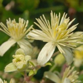 2 x Clématite des bois - Clematis Vitalba  - 50-60 cm pot