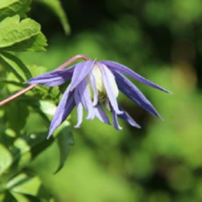 2 x Clématite 'Frances Rivis' - Clematis alpina 'Frances Rivis'  - 50-60 cm pot