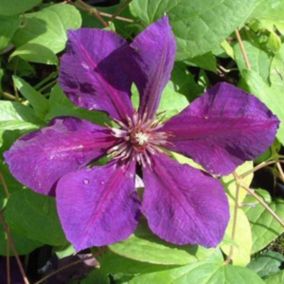 2 x Clématite 'Gipsy Queen' - Clematis 'Gipsy Queen'  - 50-60 cm pot