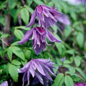 2 x Clématite à grandes pétales - Clematis Macropetala  - 50-60 cm pot