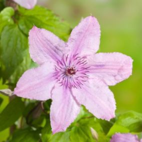 2 x Clématite 'Hagley Hybrid' - Clematis 'Hagley Hybrid'  - 50-60 cm pot