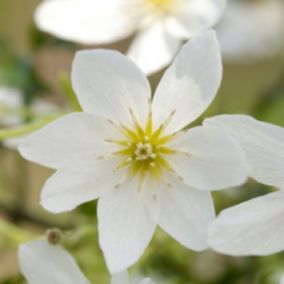 2 x Clématite 'Joe' - Clematis 'Joe'  - 50-60 cm pot