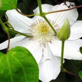 2 x Clématite 'Mevrouw Le Coultre' - Clematis 'Mevrouw Le Coultre'  - 50-60 cm pot