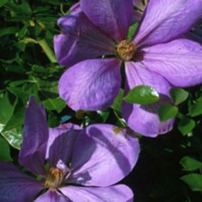 2 x Clématite 'Mrs Cholmondeley' - Clematis 'Mrs Cholmondeley'  - 50-60 cm pot