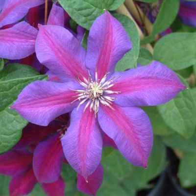 2 x Clématite 'Mrs N. Thompson' - Clematis 'Mrs N. Thompson' - 50-60 cm pot