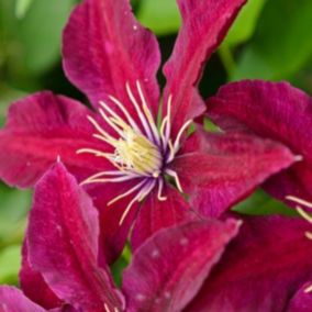 2 x Clématite 'Niobe' - Clematis 'Niobe'  - 50-60 cm pot