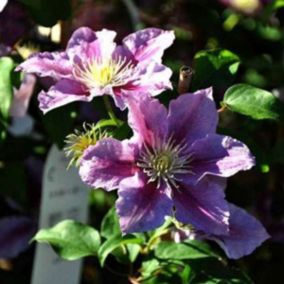 2 x Clématite 'Piilu' - Clematis 'Piilu'  - 50-60 cm pot