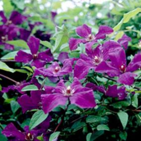 2 x Clématite 'Polish Spirit' - Clematis 'Polish Spirit'  - 50-60 cm pot