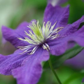 2 x Clématite 'Rhapsody' - Clematis 'Rhapsody'  - 50-60 cm pot