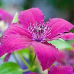 2 x Clématite 'Ruutel' - Clematis 'Ruutel'  - 50-60 cm pot