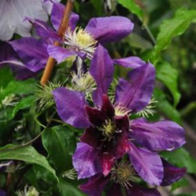 2 x Clématite 'The Vagabond' - Clematis 'The Vagabond'  - 50-60 cm pot