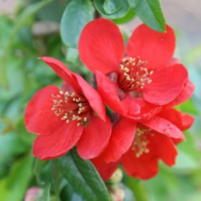 2 x Cognassier du Japon - Chaenomeles superba 'Crimson And Gold'  - 30-40 cm pot