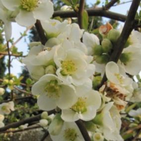 2 x Cognassier du Japon 'Nivalis' - Chaenomeles Speciosa 'Nivalis'  - 30-40 cm pot