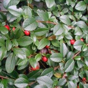 2 x Cotonéaster de Dammer - Cotoneaster Dammeri  - 20-30 cm pot