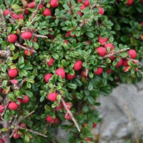 2 x Cotonéaster à petites feuilles - Cotoneaster Microphyllus  - 50-60 cm pot