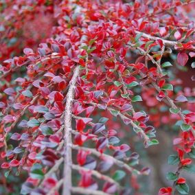 2 x Cotonéaster rampant - Cotoneaster Horizontalis  - 30-40 cm pot