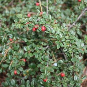 2 x Cotonéaster 'Skogholm' - Cotoneaster Suecicus 'Skogholm'  - 30-40 cm pot