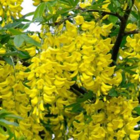 2 x Cytise commun - Laburnum Anagyroides  - 50-60 cm pot