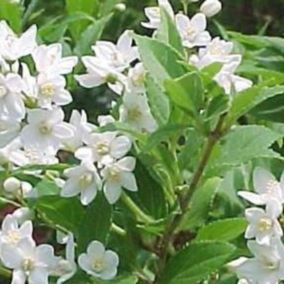 2 x Deutzia gracilis - Deutzia Gracilis  - 30-40 cm pot