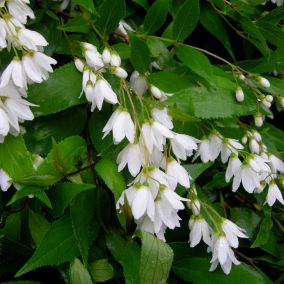 2 x Deutzie gracile - Deutzia gracilis 'Nikko'  - 25-30 cm pot